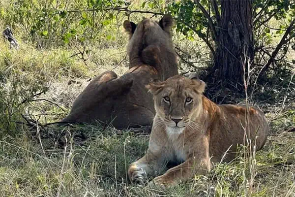 lions