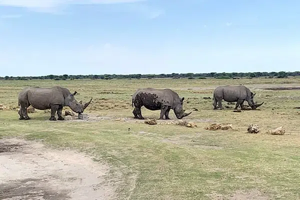 Rhinos