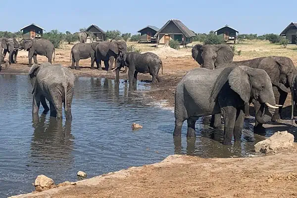 Elephant sands