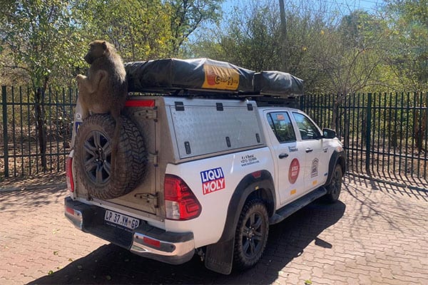 monkey on bushlore 2024