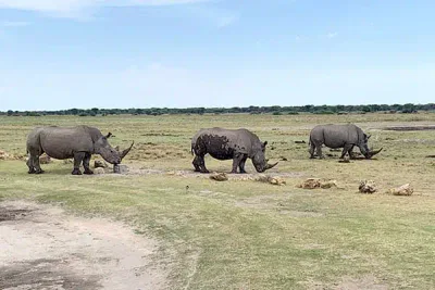 Rhinos